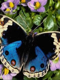 Other Wallpapers 0630